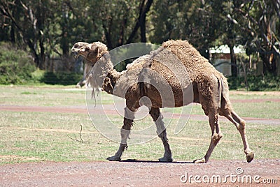 Humped Back Camel Walking Stock Photo