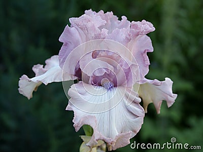 TB Iris `Don`t Stop Believing` Stock Photo