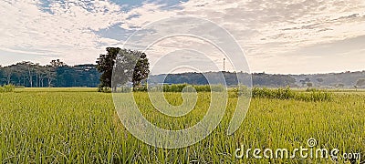 The soothing and beautiful rural views spoil the eyes Stock Photo