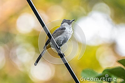 Sooty-headed bulbul Standing in cable Stock Photo