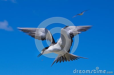 Sooty Tern Stock Photo