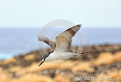 Sooty Tern Stock Photo