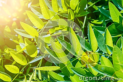 Sophora japonica tree. tree leaves. Acacia. Blurred Background Stock Photo