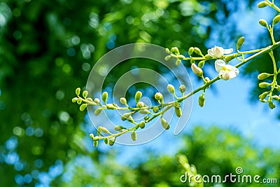 Sophora japonica tree. tree leaves. Acacia. Sophora japonica flowers. Blurred Background Stock Photo