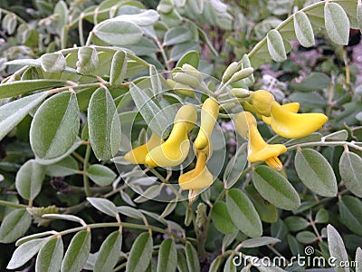 Sophora Tomentosa (Necklacepod) Plant Blossoming. Stock Photo