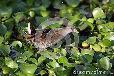 Sora Wading Through a Marsh Stock Photo