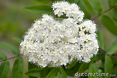 Sorbaria sorbifolia. Yellow flowers of the mountain ash. Inflorescences of mountain ash Stock Photo