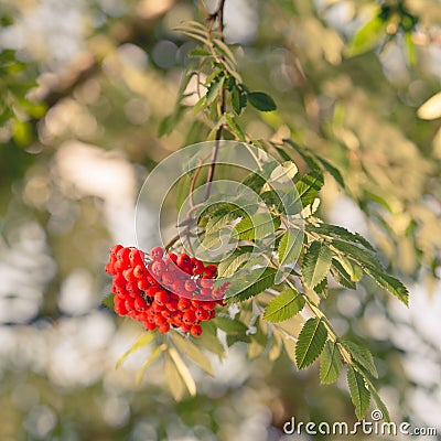 Sorbus aucuparia Stock Photo