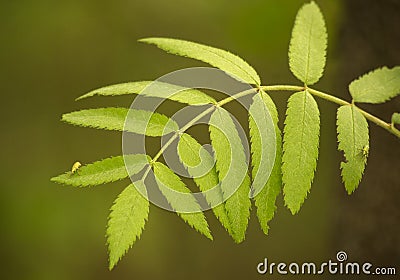 Sorbus aucuparia leaf close up Stock Photo