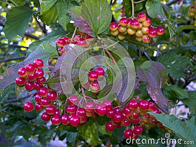 Viburnum shrub with fruits Stock Photo