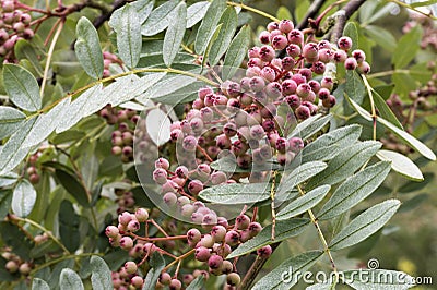 Close up of clusters of small pink berries of rowan, Sorbus pseudohupehensis `Pink Pagoda`, amongst green leaves, covered with dew Stock Photo