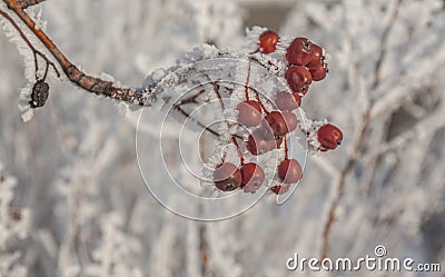 Sorbus torminalis branches Stock Photo