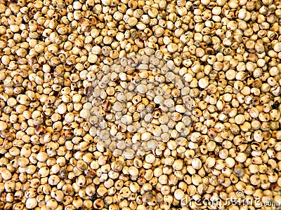 Sorghum Stock Photo