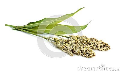 Sorghum bicolor, commonly called sorghum and also known as great millet, durra, jowari, jowar or milo. Isolated Stock Photo