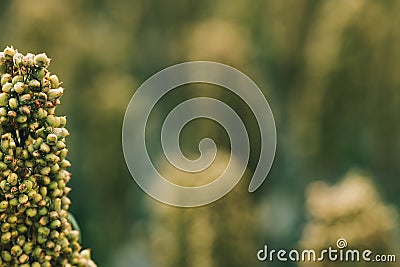 Sorghum bicolor crop in field, close up Stock Photo