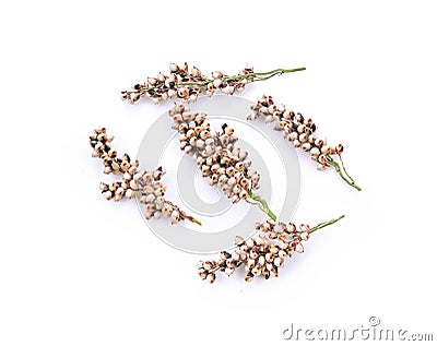 sorghum isolated on white background Stock Photo