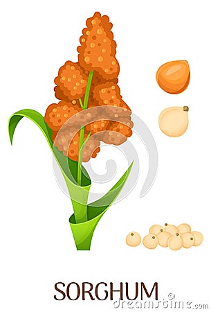 Sorghum plant. Cartoon grain illustration. Farm crop Vector Illustration