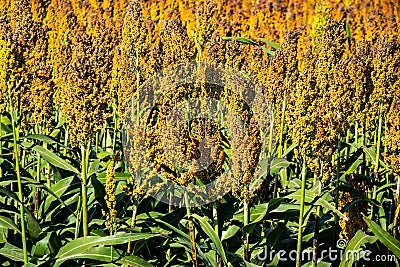 Sorghum Plants In A Kansas Field For Harvesting Stock Photo