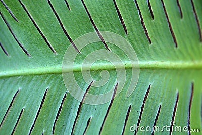 Sori of a harts-tongue fern Stock Photo