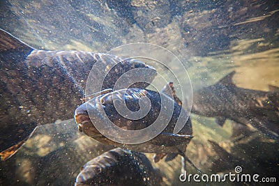 Soro brook carp or science name Neolissochilus stracheyi Stock Photo