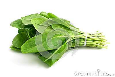 Sorrel Stock Photo