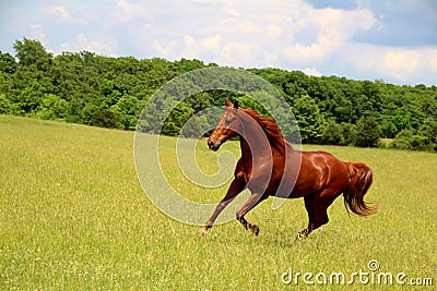 Sorrel Horse Running Stock Photo