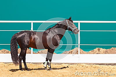 Sorrel horse stands on turquoise color background in the paddock Stock Photo