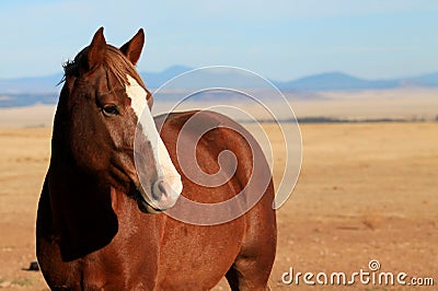 Sorrel Horse with White Blaze Stock Photo