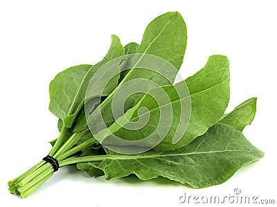 Sorrel isolated on white background Stock Photo