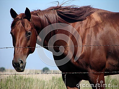 Sorrel Quarter Horse Stock Photo