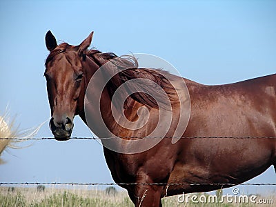 Sorrel Quarter Horse Stock Photo