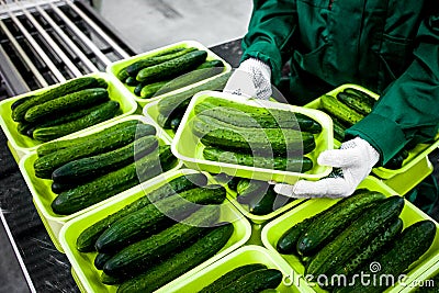 Sorted cucumbers on a conveyor belt on manufacture. Agriculture technology Stock Photo