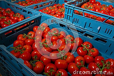 Sorting and packaging line of fresh ripe red tomatoes on vine in Stock Photo