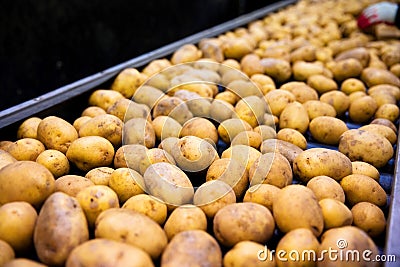 Sorting potato plant Stock Photo