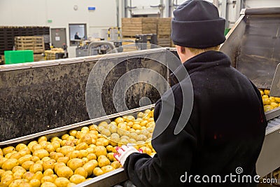 Sorting potato plant Editorial Stock Photo