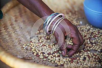 Sorting seeds Stock Photo