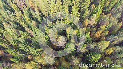 Sorvolare foresta Sorvolare foresta