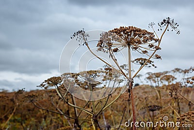 Sosnovsky cow parsnip Heracleum-threat herbaceous flowering plant. large flowers against the sky Stock Photo