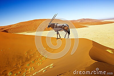 Sossusvlei dunes oryx Stock Photo