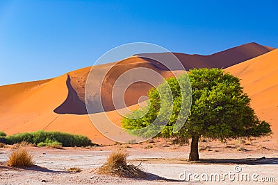 Sossusvlei Namibia, scenic clay salt flat with braided Acacia trees and majestic sand dunes. Namib Naukluft National Park, travel Stock Photo