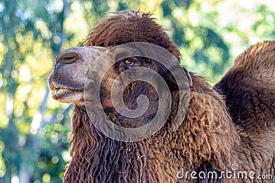 Soulful Looking Bactrian Camel Stock Photo