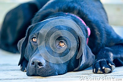 soulfull labrador retriever Stock Photo