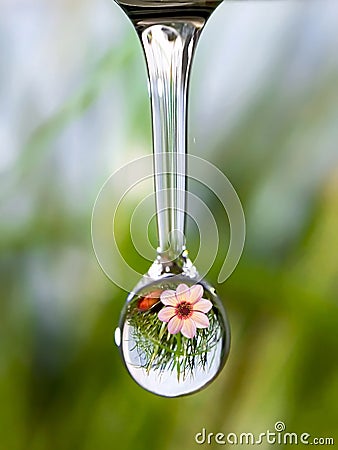 Sound of nature - drop of pure water with reflection of mountain flower. Stock Photo