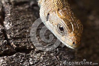 Sound sleep. To be basked in the sun. The lizard is basked in the sun. T Stock Photo