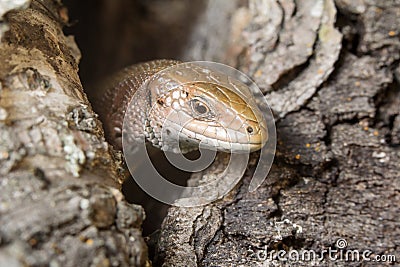 Sound sleep. To be basked in the sun. The lizard is basked in the sun. Tranquillity Stock Photo