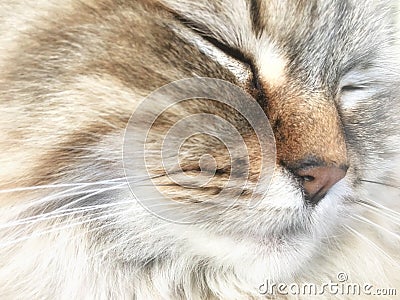 Soundly asleep cat in the foreground Stock Photo