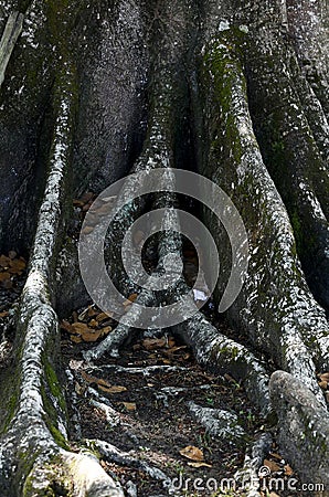 The soundness and safety of tree root Stock Photo