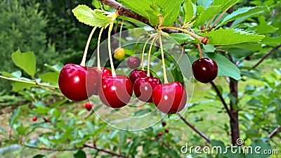 Tart Cherries Stock Photo