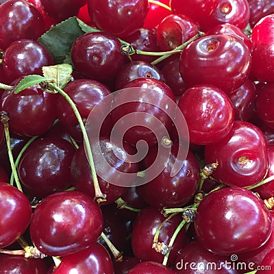 Sour cherries Stock Photo