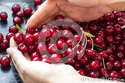 Sour cherry Stock Photo